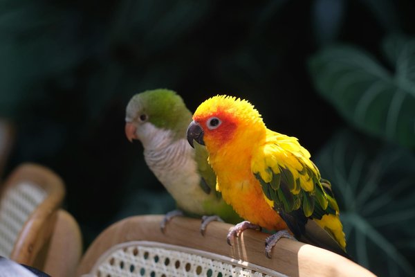 Comment préparer mon chien à un déménagement sans stress ?