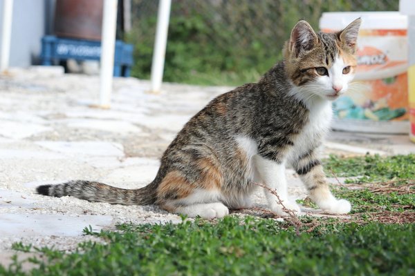 Jouets idéaux pour un malinois actif et heureux