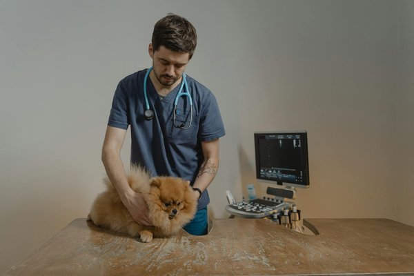 Comment créer un parcours d'agilité fait maison pour mon chien ?