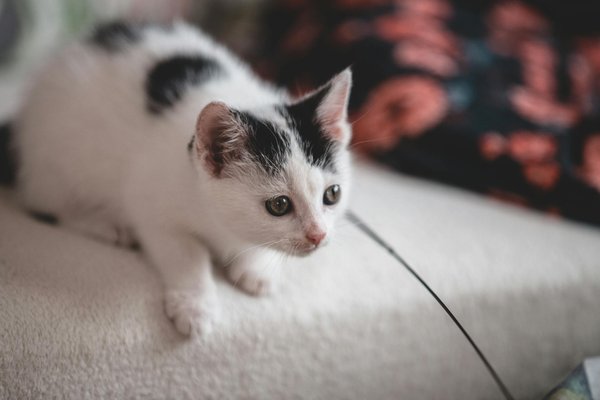 10 essentiels en produits d'hygiène pour le bien-être animal