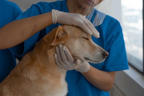 Des soins de confiance pour votre animal à la clinique vétérinaire saint-just